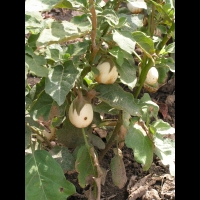 Aubergine blanche (peut-etre) (2)